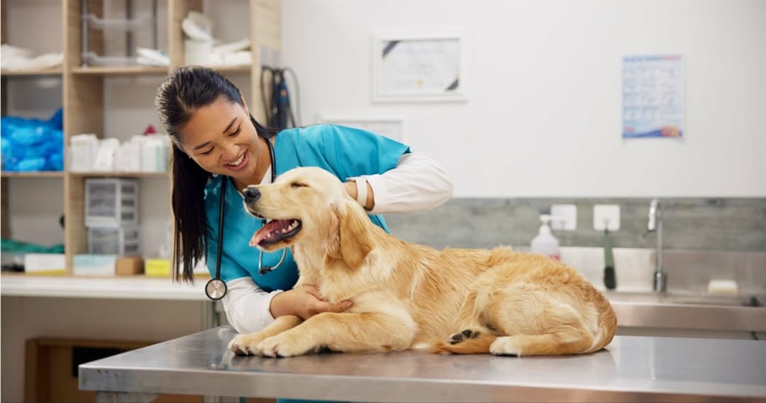 Pet Services